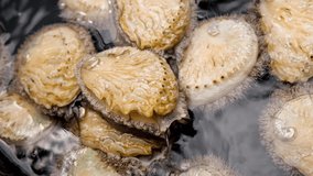 Highly-prized South African abalone crawling over each other, close-up - Powered by Shutterstock - Get 15% off with code: PIKWIZARD15