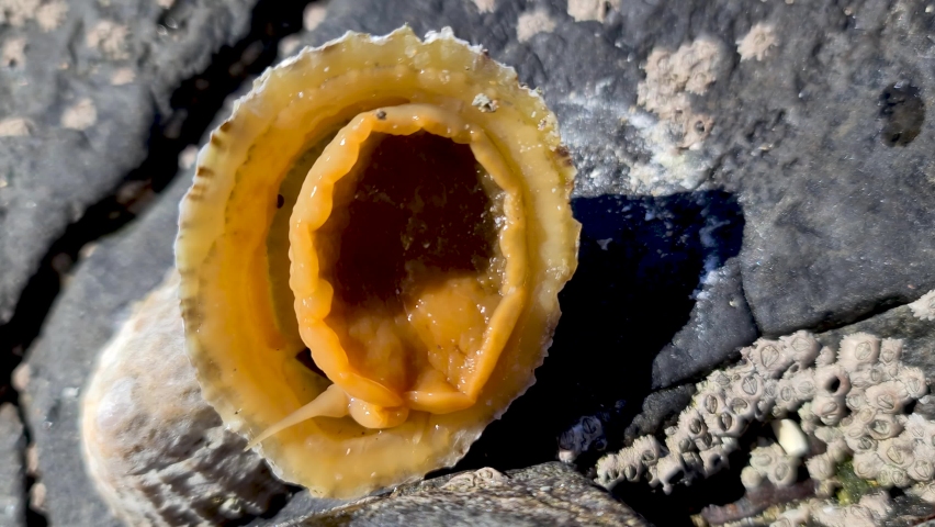 The Common Limpet, Patella vulgata, Sea Mollusc, is an aquatic snail with uncommonly strong teeth