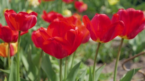 Closeup natural background red open tulips sway in the wind on a sunny spring day, 4K