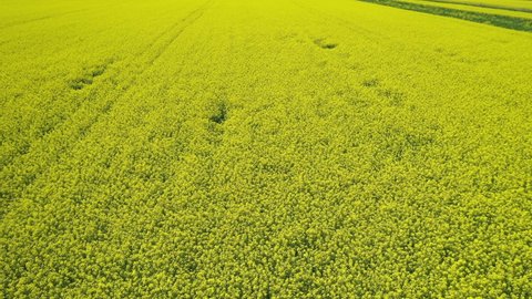 Drone flies low over yellow rapeseed field. Blooming canola field. Aerial view beautiful yellow mustard Flowers. Flying over the rapeseed field during rapeseed flowers