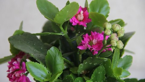 blooming pink flowers and buds, a lush bush of blooming pink flowers and buds. Homemade potted flowers bloom and grow A close up of a flower. High quality FullHD footage