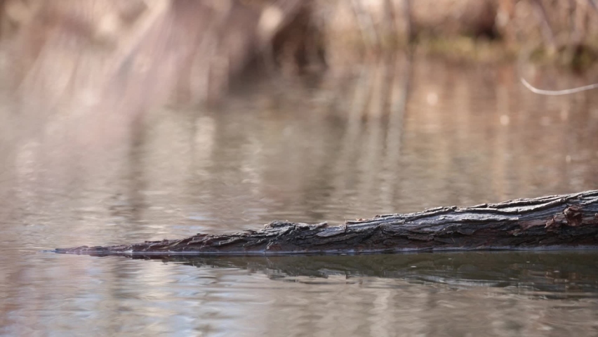 A coot swims up to a partly submerged log in a small stream and pulls at a bit of the bark on the log trying to get at some piece of food before swimming away to the left.