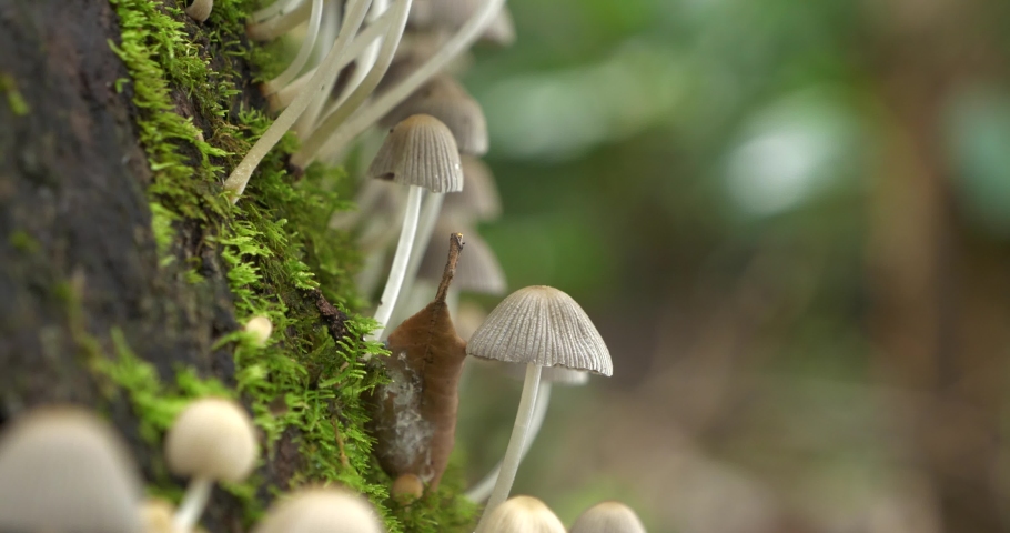 Mushroom fungi Coprinellus Sp on tree trunk, mycelium saprobe decomposer Royalty-Free Stock Footage #1088301681