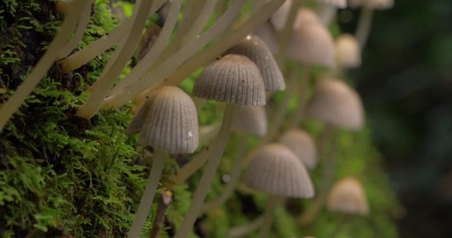 Mushroom fungi Coprinellus Sp on tree trunk, mycelium saprobe decomposer