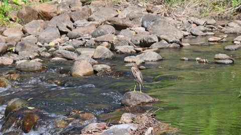 Looking to the left while perched on a rock in the middle of a flowing stream, Chinese Pond Heron Ardeola bacchus, Huai Kha Kaeng Wildlife Sanctuary, Thailand.