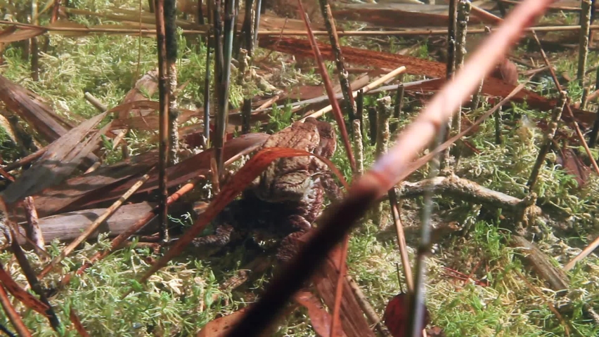 Common toad (Bufo bufo) males grasping females with their fore limbs under the armpits in a grip that is known as amplexus.