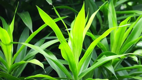 Pleomele angustifolia (Suji, suji hijau, Dracaena angustifoliae) leaves. The leaves are used to make green food coloring. Also used traditionally as medicine for several different ailments