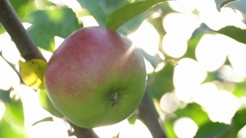 A beautiful ripe apple hangs on a tree branch, it is in the sun. Red apple
