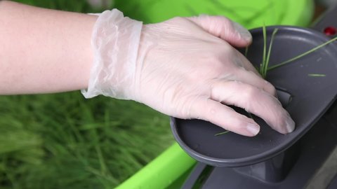 Extraction of wheatgrass juice using a professional electric juicer. A woman in gloves puts wheat sprouts into a juicer. Squeezing healthy juice from raw micro-greenery close-up