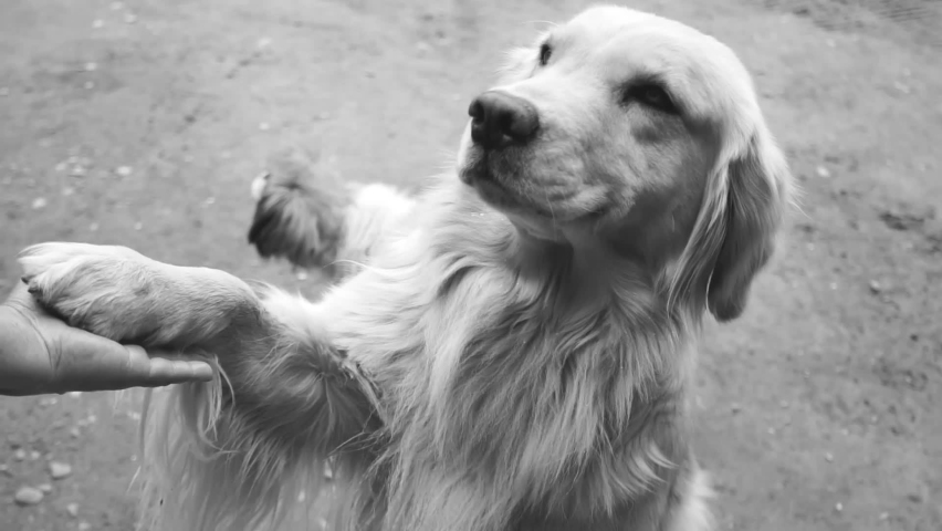 Golden Retriever dog shaking hands. pet concept