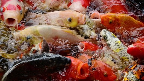 Koi fish or carp fish swimming in pond. It golden red orange black and yellow of body koi fish. fish swimming in the pond. It more colorful varieties in outdoor pool.