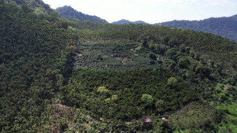 Aerial view of coffee and betel nut plantations on a mountainside in Tainan, Taiwan