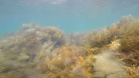 1st person POV underwater snorkeling through brown algae in sea water