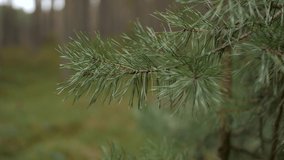 
Rainy and snowy weather pine forest snow rain pine forest gray and gloomy mystical autumn windy weather close-up of a twig with needles sways in the wind