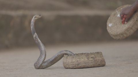 Indian spectacled Cobra Snake venomous with its hood - lat. Naja naja. Snake charmer and cobra in a basket. Wild Life, Asian snakes. Slow motion 120 fps video
