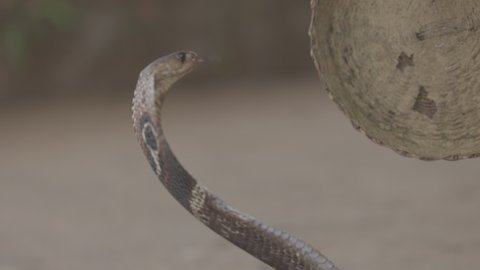 Indian spectacled Cobra Snake venomous with its hood - lat. Naja naja. Cobra close-up portrait. Dangerous reptiles, Asian snakes. Slow motion 120 fps video,