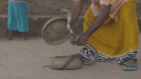 Indian spectacled Cobra Snake venomous with its hood - lat. Naja naja. Snake charmer and cobra in a basket. Wild Life, Asian snakes. Slow motion 120 fps video.