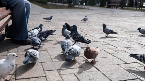 An elderly man feeds pigeons in the park. City pigeons peck bread crumbs in the park. The concept of wild birds, feeding and caring for birds. Wild doves. Grey pigeons