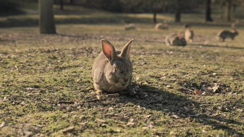 Rabbits run in the park or forest. Frontal view of the rabbits. Cute bunnies for Easter videos. different flock of rabbits in nature. High quality 4k footage. 
