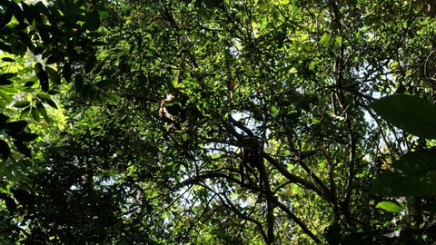 Geoffroy's spider monkeys moving in a tree natural habitat Costa Rica tropical forest Corcovado