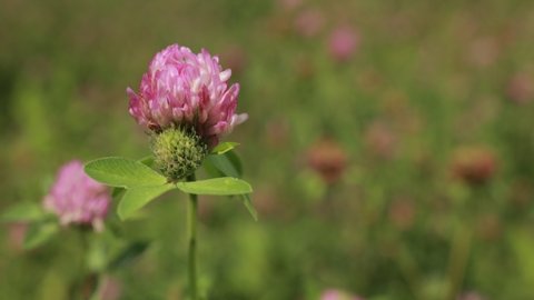 Purple clover flowers on a field on a summer day