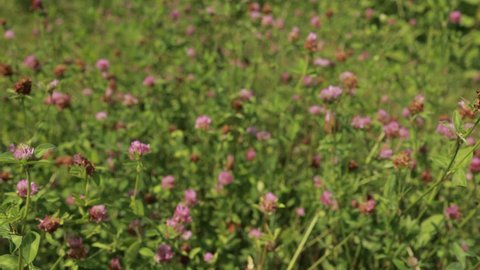 Purple clover flowers on a field on a summer day