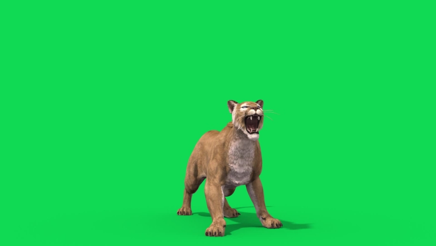 Puma Green Screen Attacks Front Loop Animals 3D Rendering Animation | Shutterstock HD Video #1088318185