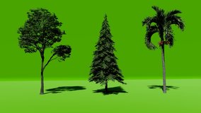 Palm tree beach on green screen Chromakey. Alfa, studio. 3D Animation. 4K Ultra Hd Video.