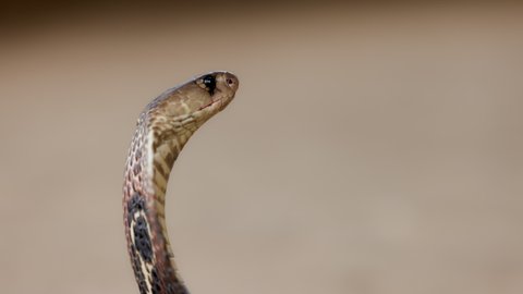 Indian spectacled Cobra Snake venomous with its hood - lat. Naja naja. Cobra close-up portrait. Dangerous reptiles, Asian snakes. Slow motion 120 fps video.
