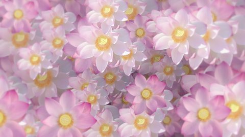Beautiful floral motion background animation with sacred pink and white lotus flowers moving gently in full bloom. 