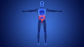 Human Digestive System Large Intestine Anatomy Animation Concept. 3D