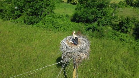 Young storks in a nest in an urban environment. Stork nest in the village of Varvara, Bulgaria. The parent stork is in the nest. Drone view 4K