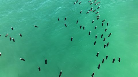 A flock of Wild Ducks swims in the Sea aerial view 4 K
