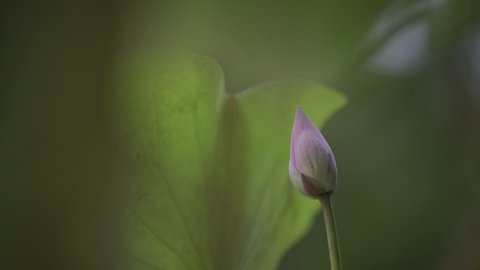 pink lotus buds side by side green leaves