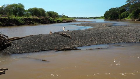 Crocodiles sunbathing on gravel tarcoles river Costa Rica natural predator