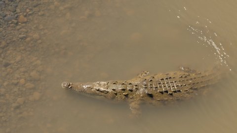 big american crocodile coming out of the water Tarcoles river view from the bridge sunny day 