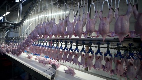 Poultry processing industry Raw chicken meat production line technological process poultry factory