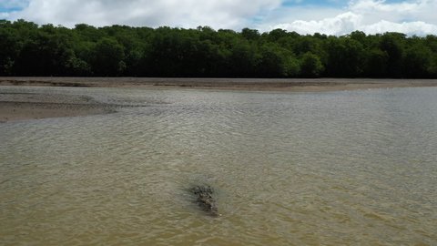 Big american crocodile swimming in a muddy river mangrove in background swimming Costa Rica