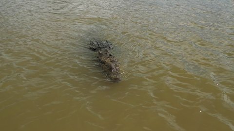 Giant monster american crocodile in muddy water Costa Rica river 