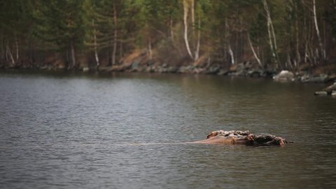 A large and long snag lies in the water. Waves of a cold lake in the middle of the Siberian taiga. Landscape of a beautiful river and lake in early spring.
