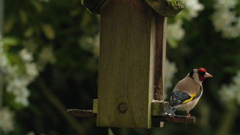 4K slow motion video clip of European Goldfinch landing on a wooden bird feeder and eating seeds, sunflower hearts in a British garden during summer