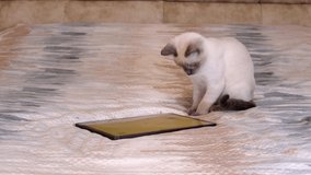The cat is playing a cat game. A Thai or Siamese kitten looks at the screen of a digital tablet and catches movements on the screen.