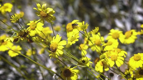Honey bees flying around a bunch of yellow wildflowers blooming in springtime in the desert of Phoenix, Arizona
