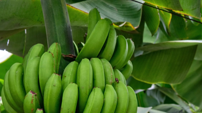 Tropical Banana Girl
