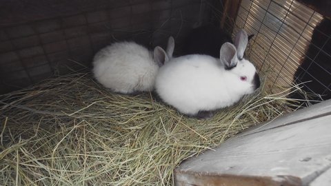 Cute rabbits jump in a wooden cage with hay. Rabbits are happy. Keeping rabbits at home. Breeding rabbits.