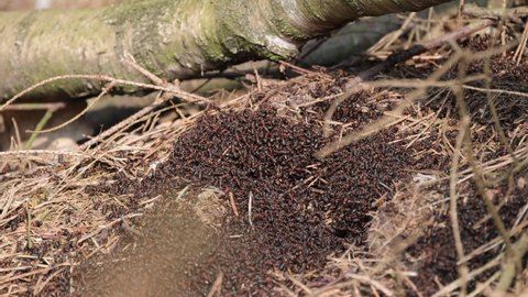 Anthill and working ants, close-up, 4K slomo