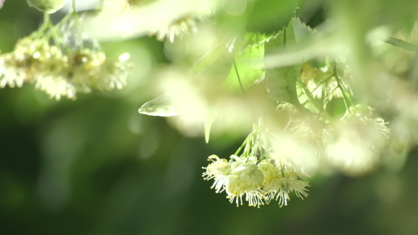 Linden. Linden tree in blossom, linden flowers close-up. Beautiful fresh green leaves of linden trees. Medicinal plant on which raindrops fall. Cloudy weather, Green leaves with water drops after rain Royalty-Free Stock Footage #1088334791