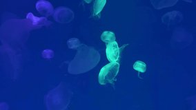 Color Changing Aurelia Aurita Moon Jellyfish in Mazarine Aquarium Water