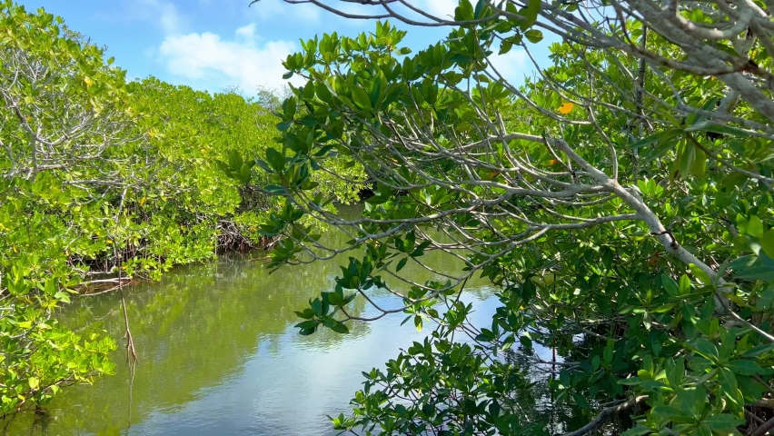 Beautiful Mangrove Forest in Florida - pure nature - travel photography