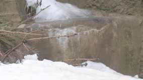 Wolverine (Gulo gulo) running during hunting at winter snowfall in slow motion. 4K High quality video